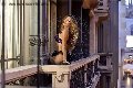 Foto 3485638746 Transescort San Gallo Rayca - 236